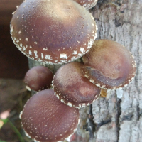 Fresh Specialty Mushrooms