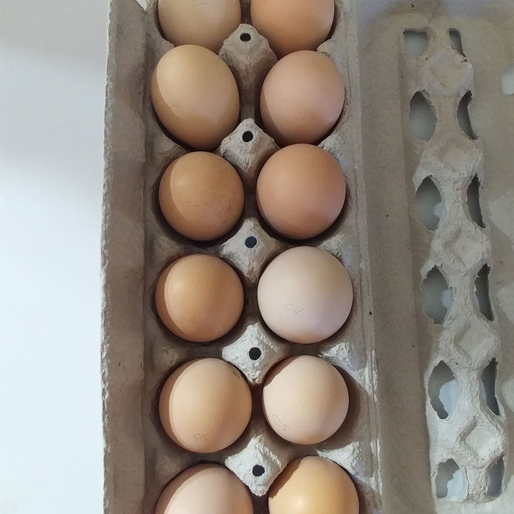 Standard Cochin Hatching Eggs