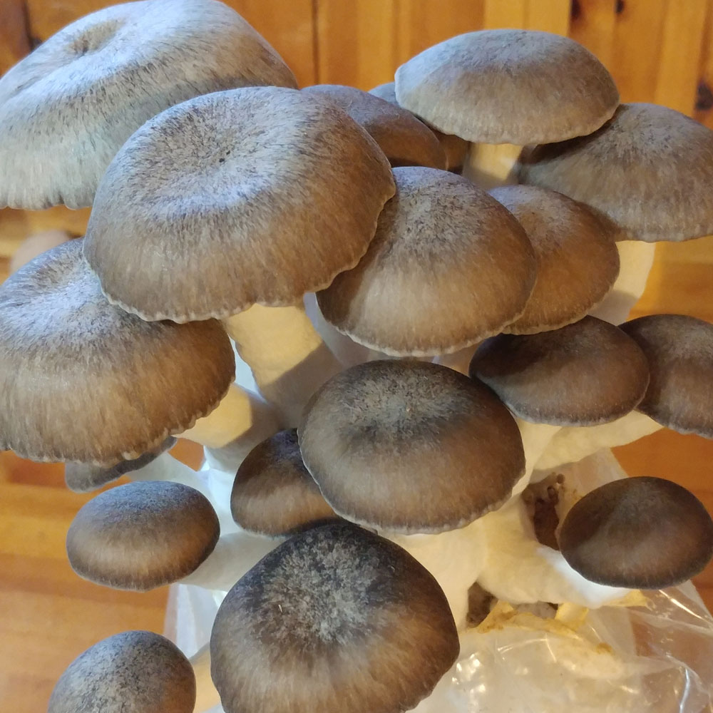 Black Pearl Oyster Mushroom Grow Kit - Spawn
