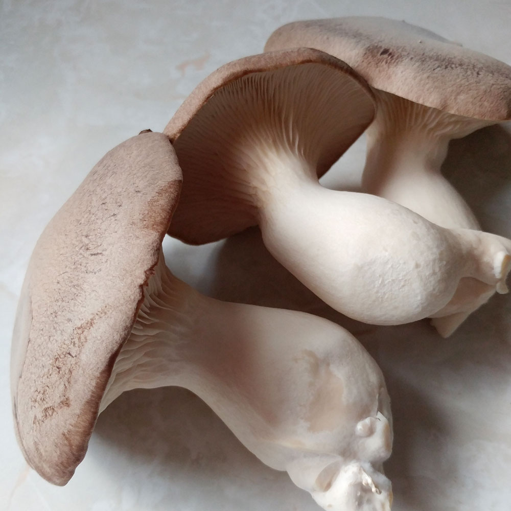 King Oyster Mushroom Grow Kit - Spawn