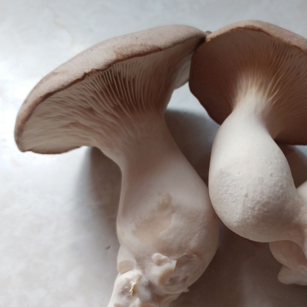King Oyster Mushroom Grow Kit - Spawn