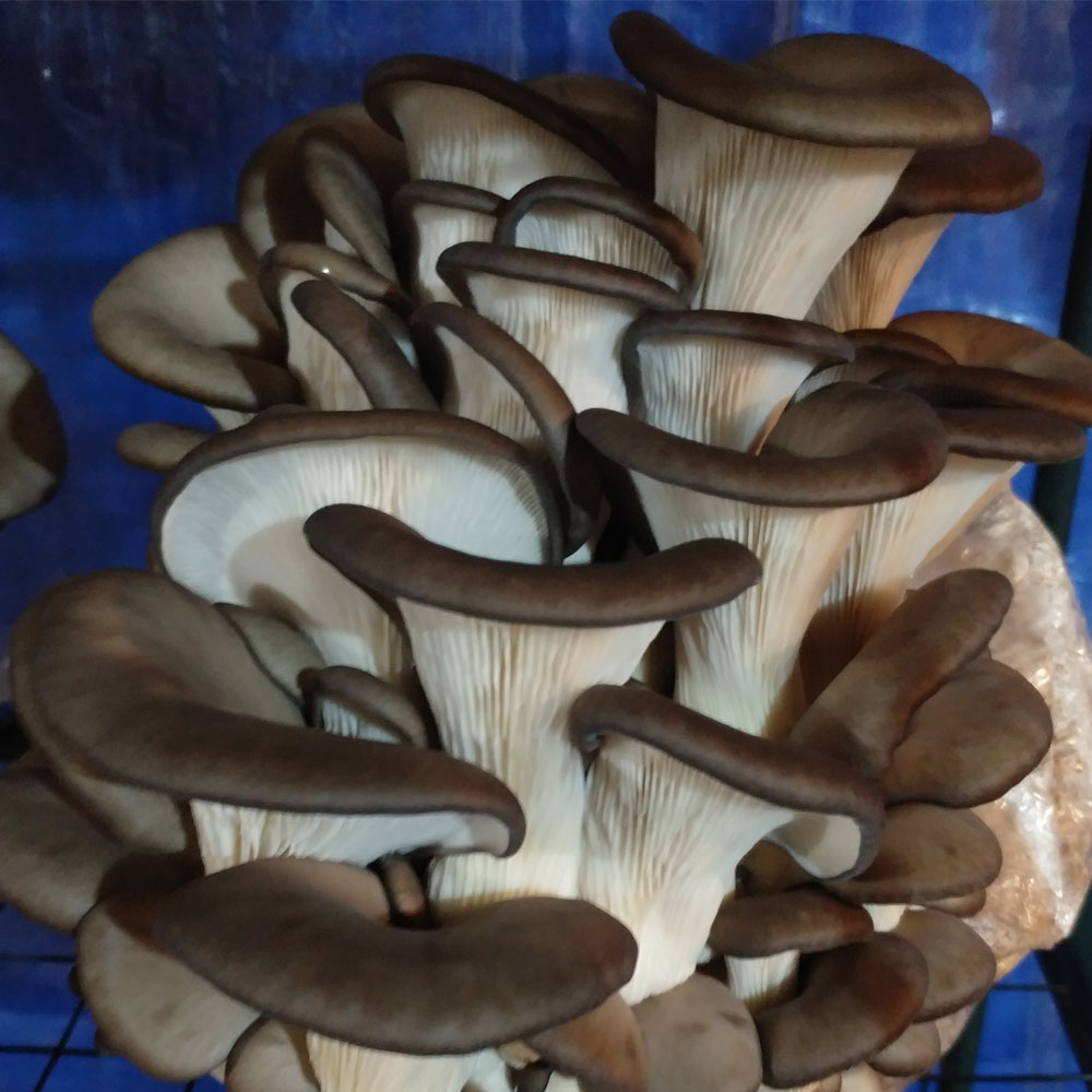 Black Oyster Mushroom Grow Kit - Spawn