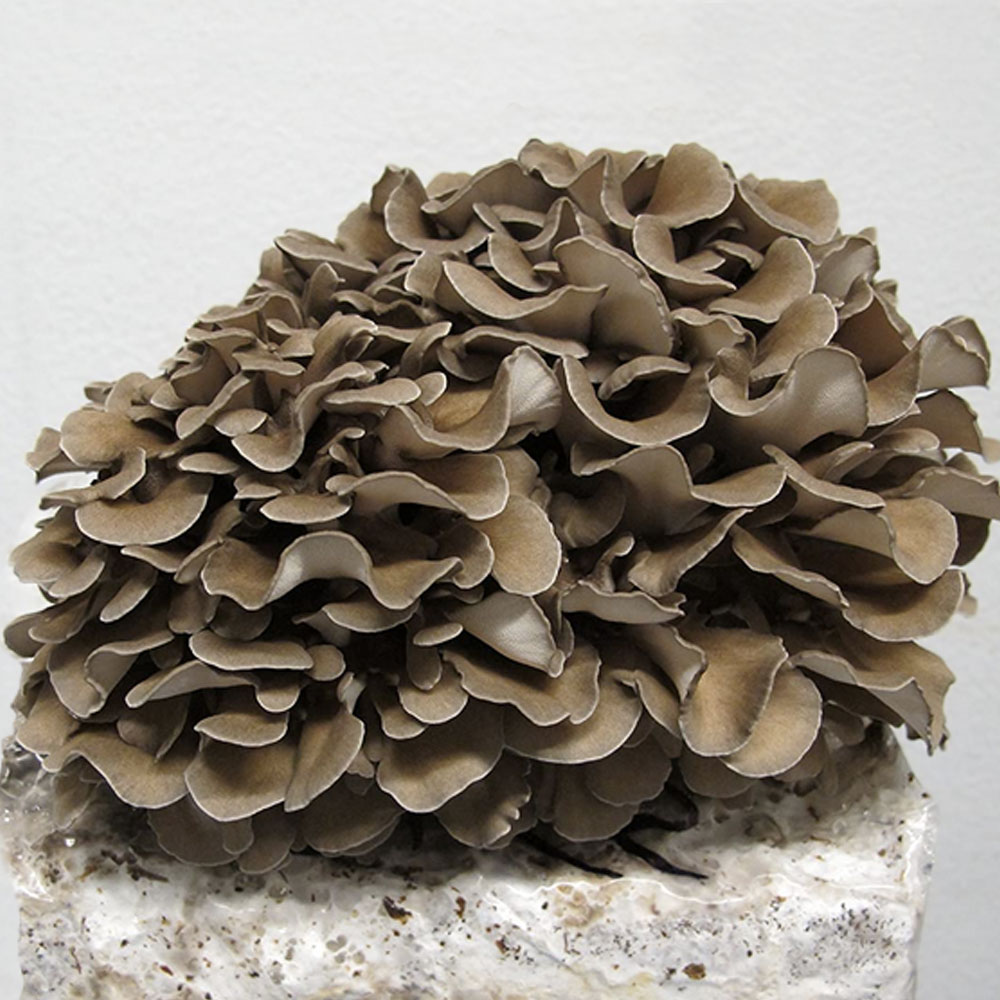 Maitake Mushroom Grow Kit - Spawn
