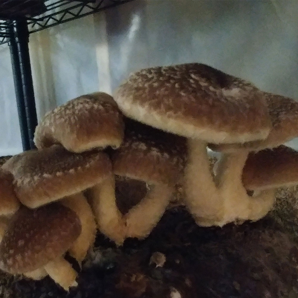 Shiitake (West Wind) Mushroom Grow Kit - Spawn