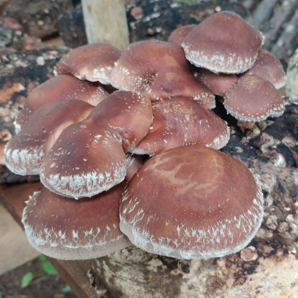 Shiitake (West Wind) Mushroom Grow Kit - Spawn
